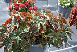 Gryphon Begonia (Begonia 'Gryphon') at Green Haven Garden Centre