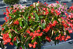 Dragon Wing Red Begonia (Begonia 'Dragon Wing Red') at Green Haven Garden Centre