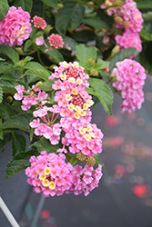 Luscious Pinkberry Blend Lantana (Lantana camara 'Luscious Pinkberry Blend') at Green Haven Garden Centre