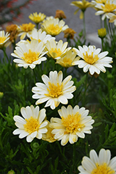 Bright Lights Double Moonglow African Daisy (Osteospermum 'Bright Lights Double Moonglow') at Green Haven Garden Centre