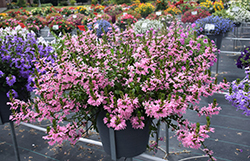 Whirlwind Pink Fan Flower (Scaevola aemula 'Whirlwind Pink') at Green Haven Garden Centre