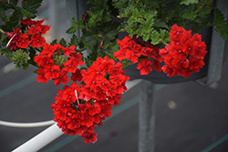 Superbena Royale Red Verbena (Verbena 'AKIV5-4') at Green Haven Garden Centre