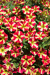 Amore Queen of Hearts (Petunia 'Amore Queen of Hearts') at Green Haven Garden Centre
