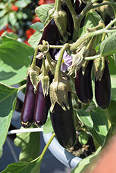 Hansel Eggplant (Solanum melongena 'Hansel') at Green Haven Garden Centre