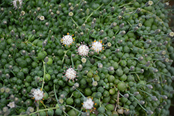 String Of Pearls (Senecio rowleyanus) at Green Haven Garden Centre