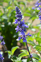 Rockin' Playin' The Blues Salvia (Salvia 'Balsamispim') at Green Haven Garden Centre