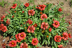 Spintop Red Blanket Flower (Gaillardia aristata 'SpinTop Red') at Green Haven Garden Centre