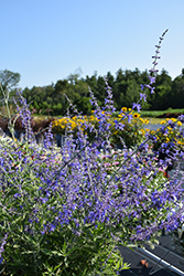 Crazy Blue Russian Sage (Perovskia atriplicifolia 'Crazy Blue') at Green Haven Garden Centre