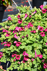 Lofos Compact Rose Creeping Gloxinia (Lophospermum 'Lofos Compact Rose') at Green Haven Garden Centre