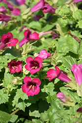 Lofos Compact Rose Creeping Gloxinia (Lophospermum 'Lofos Compact Rose') at Green Haven Garden Centre