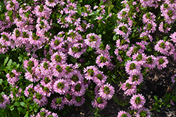 Whirlwind Pink Fan Flower (Scaevola aemula 'Whirlwind Pink') at Green Haven Garden Centre