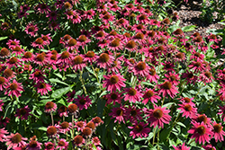 Sombrero Tres Amigos Coneflower (Echinacea 'Balsomtresgo') at Green Haven Garden Centre