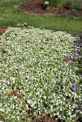 Itsy White Petunia (Petunia 'Itsy White') at Green Haven Garden Centre