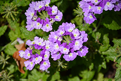 Superbena Sparkling Amethyst Verbena (Verbena 'VEAZ0019') at Green Haven Garden Centre