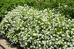 Supertunia Vista Snowdrift Petunia (Petunia 'BBTUN04401') at Green Haven Garden Centre