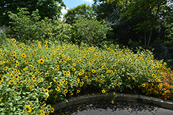 Suncredible Yellow (Helianthus 'Suncredible Yellow') at Green Haven Garden Centre