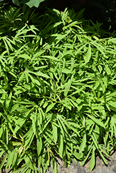 Sweet Caroline Medusa Green Sweet Potato Vine (Ipomoea batatas 'Sweet Caroline Medusa Green') at Green Haven Garden Centre
