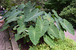 Heart of the Jungle Elephant Ear (Colocasia esculenta 'Heart of the Jungle') at Green Haven Garden Centre