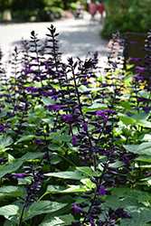 Rockin' Deep Purple Sage (Salvia 'BBSAL09001') at Green Haven Garden Centre