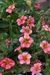 Superbells Tropical Sunrise Calibrachoa (Calibrachoa 'INCALTRSUN') at Green Haven Garden Centre