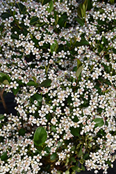 Low Scape Snowfire Aronia (Aronia melanocarpa 'SMNAMPEM') at Green Haven Garden Centre