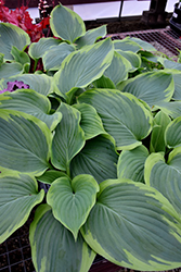 Shadowland Wu-La-La Hosta (Hosta 'Wu-La-La') at Green Haven Garden Centre