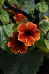 Tangerine Slice A-Peel Black-Eyed Susan (Thunbergia alata 'DL1501') at Green Haven Garden Centre