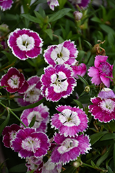 Beauties Olivia Sweet Pinks (Dianthus 'Hilbeaolswee') at Green Haven Garden Centre