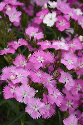 First Love Pinks (Dianthus 'First Love') at Green Haven Garden Centre