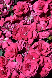 Constant Beauty Crush Burgundy Pinks (Dianthus 'Constant Beauty Crush Burgundy') at Green Haven Garden Centre