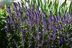 Violet Riot Sage (Salvia nemorosa 'Violet Riot') at Green Haven Garden Centre