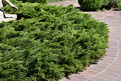 Calgary Carpet Juniper (Juniperus sabina 'Calgary Carpet') at Green Haven Garden Centre