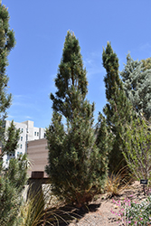 Columnar Scotch Pine (Pinus sylvestris 'Fastigiata') at Green Haven Garden Centre