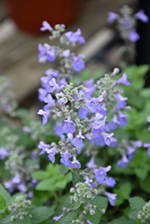Picture Purrfect Catmint (Nepeta 'Picture Purrfect') at Green Haven Garden Centre