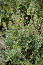 Dwarf Artic Birch (Betula nana) at Green Haven Garden Centre