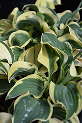 Mini Skirt Hosta (Hosta 'Mini Skirt') at Green Haven Garden Centre