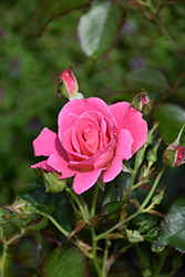 Aurora Borealis Rose (Rosa 'VLR002') at Green Haven Garden Centre