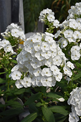 Luminary Backlight Garden Phlox (Phlox paniculata 'Backlight') at Green Haven Garden Centre