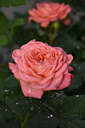 Reminiscent Coral Rose (Rosa 'BOZFRA221') at Green Haven Garden Centre