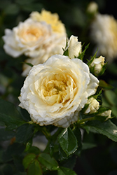 Reminiscent Crema Rose (Rosa 'BOZFRA121') at Green Haven Garden Centre