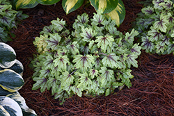 Fun and Games Eye Spy Foamy Bells (Heucherella 'Eye Spy') at Green Haven Garden Centre