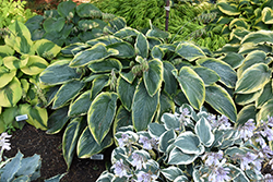 Shadowland Wu-La-La Hosta (Hosta 'Wu-La-La') at Green Haven Garden Centre