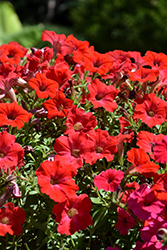 Supertunia Really Red Petunia (Petunia 'Sunremi') at Green Haven Garden Centre