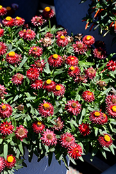 Mohave Dark Red Strawflower (Bracteantha bracteata 'KLEBB16011') at Green Haven Garden Centre