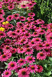 Sombrero Tres Amigos Coneflower (Echinacea 'Balsomtresgo') at Green Haven Garden Centre