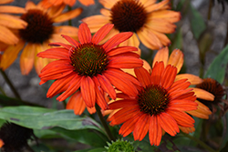 Kismet Intense Orange Coneflower (Echinacea 'TNECHKIO') at Green Haven Garden Centre