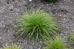 Pennsylvania Sedge (Carex pensylvanica) at Green Haven Garden Centre