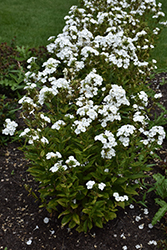 Luminary Backlight Garden Phlox (Phlox paniculata 'Backlight') at Green Haven Garden Centre