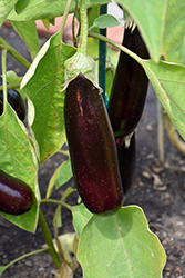 Hansel Eggplant (Solanum melongena 'Hansel') at Green Haven Garden Centre