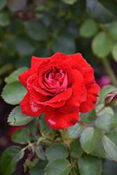 Canadian Shield Rose (Rosa 'CCA576') at Green Haven Garden Centre